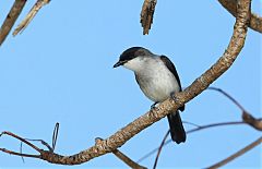 Mangrove Robin